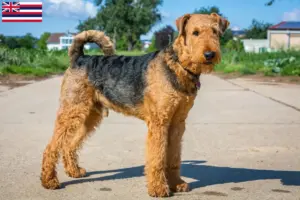 Read more about the article Airedale Terrier breeders and puppies in Hawaii