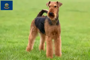 Read more about the article Airedale Terrier breeders and puppies in Idaho