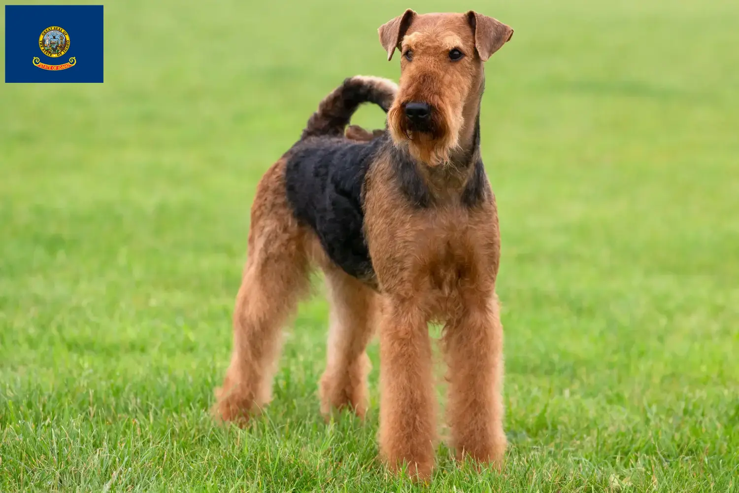 Airedale Terrier puppies and breeders Idaho Find Airedale Terrier breeders in Idaho.