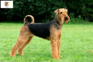 Read more about the article Airedale Terrier breeders and puppies in Illinois