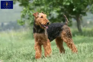 Read more about the article Airedale Terrier breeders and puppies in Indiana