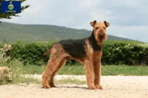 Read more about the article Airedale Terrier breeders and puppies in Kansas