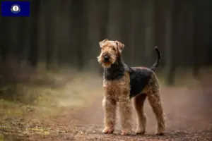 Read more about the article Airedale Terrier breeders and puppies in Kentucky