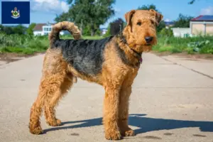 Read more about the article Airedale Terrier breeders and puppies in Maine