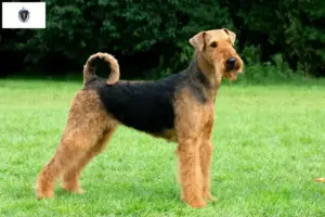 Read more about the article Airedale Terrier Breeders and Puppies in Massachusetts