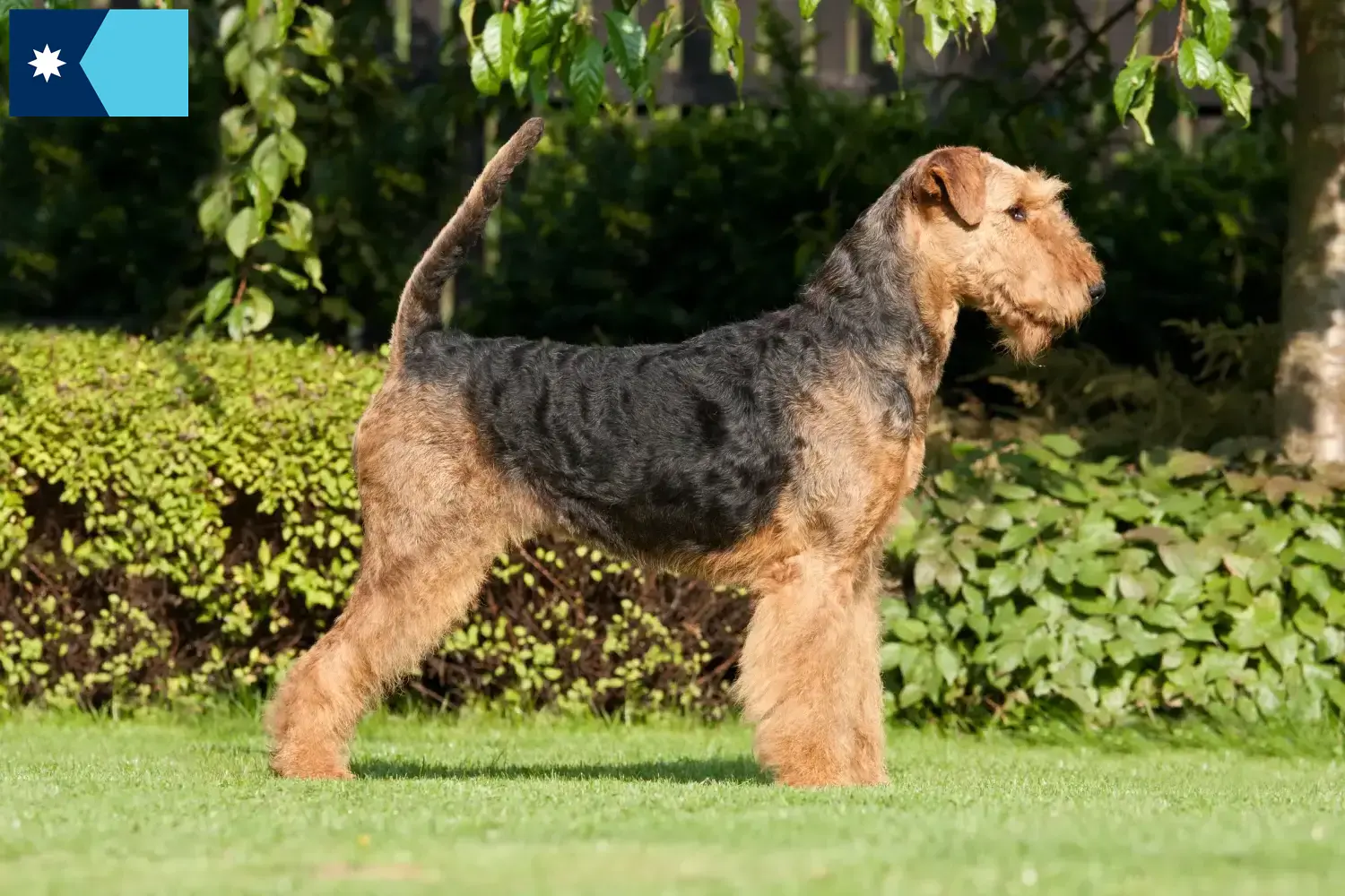 Airedale Terrier puppies and breeders Minnesota Find Airedale Terrier breeders in Minnesota.