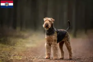 Read more about the article Airedale Terrier breeders and puppies in Missouri