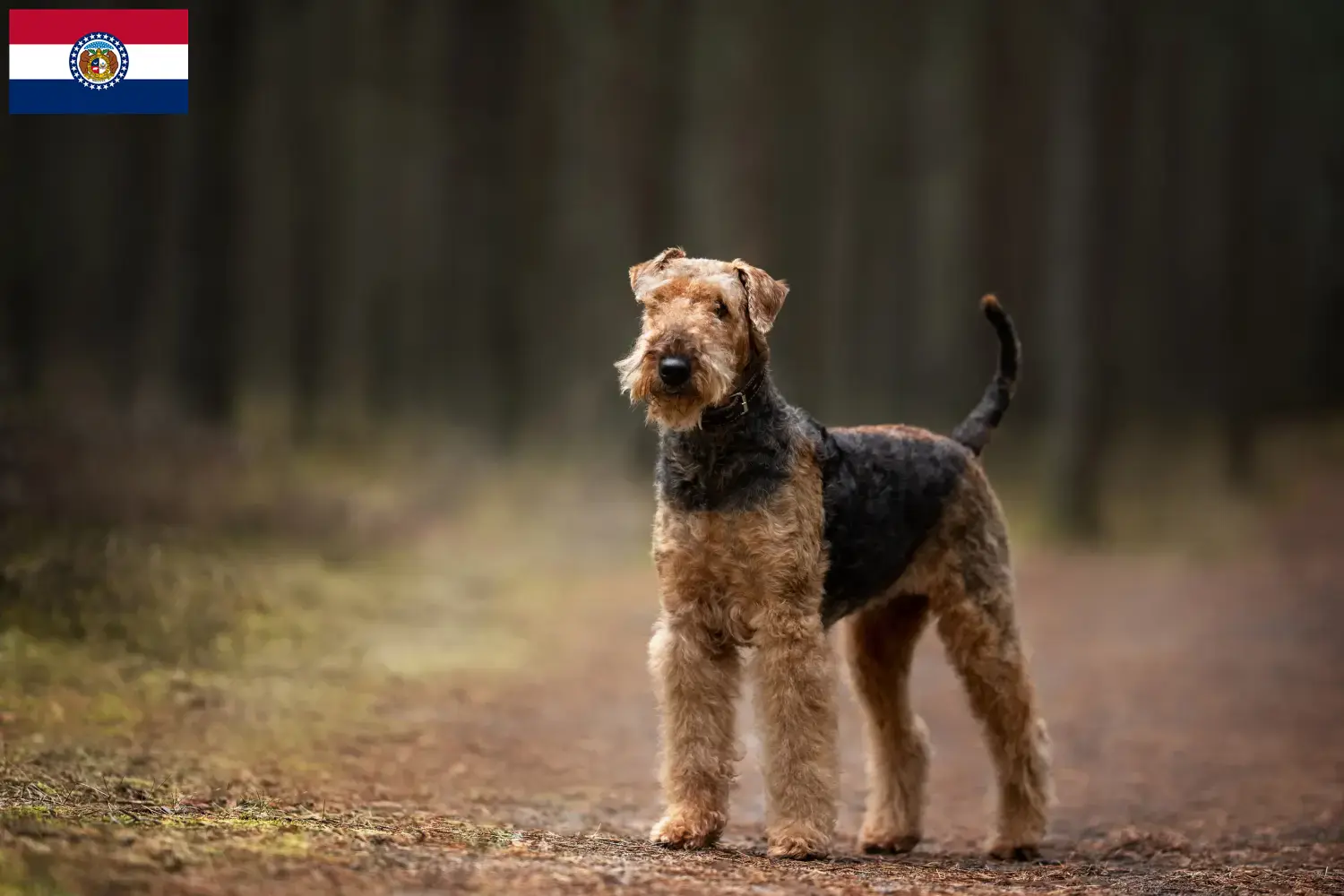 Airedale Terrier puppies and breeders Missouri Find Airedale Terrier breeders in Missouri here.