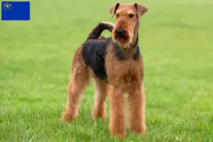 Read more about the article Airedale Terrier breeders and puppies in Nevada
