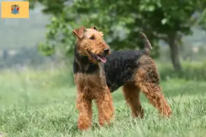 Read more about the article Airedale Terrier breeders and puppies in New Jersey