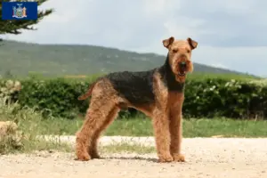 Read more about the article Airedale Terrier breeders and puppies in New York