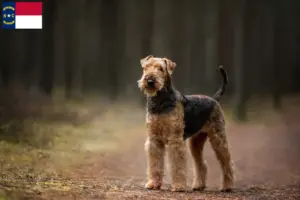 Read more about the article Airedale Terrier breeders and puppies in North Carolina