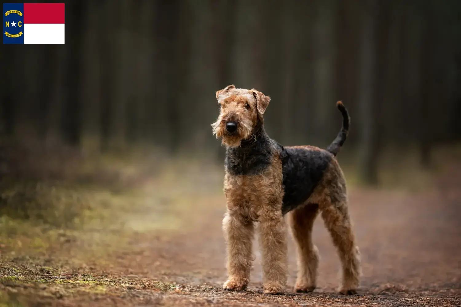 Read more about the article Airedale Terrier breeders and puppies in North Carolina
