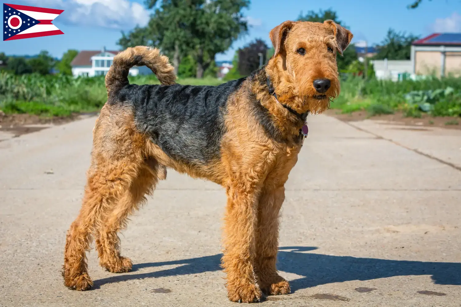 Read more about the article Airedale Terrier breeders and puppies in Ohio