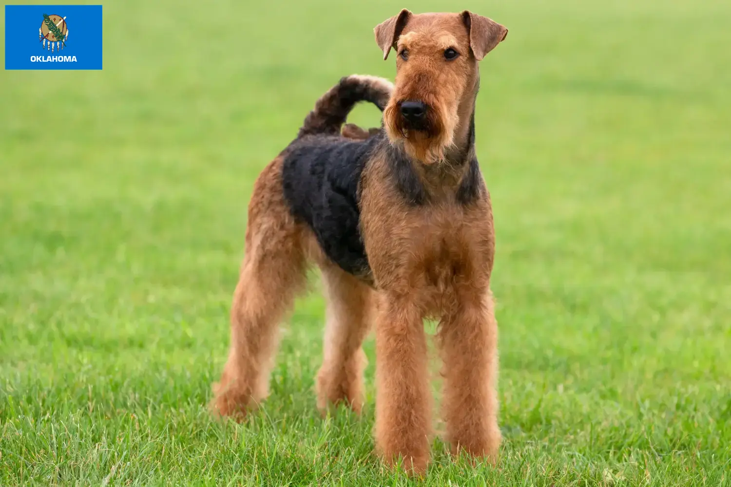 Read more about the article Airedale Terrier breeders and puppies in Oklahoma