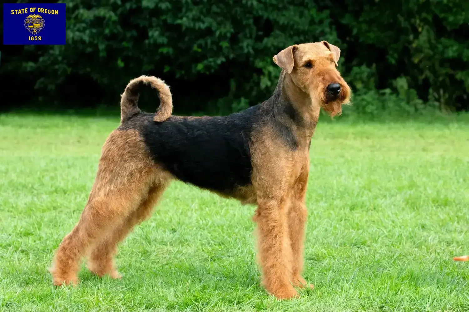 Read more about the article Airedale Terrier breeders and puppies in Oregon