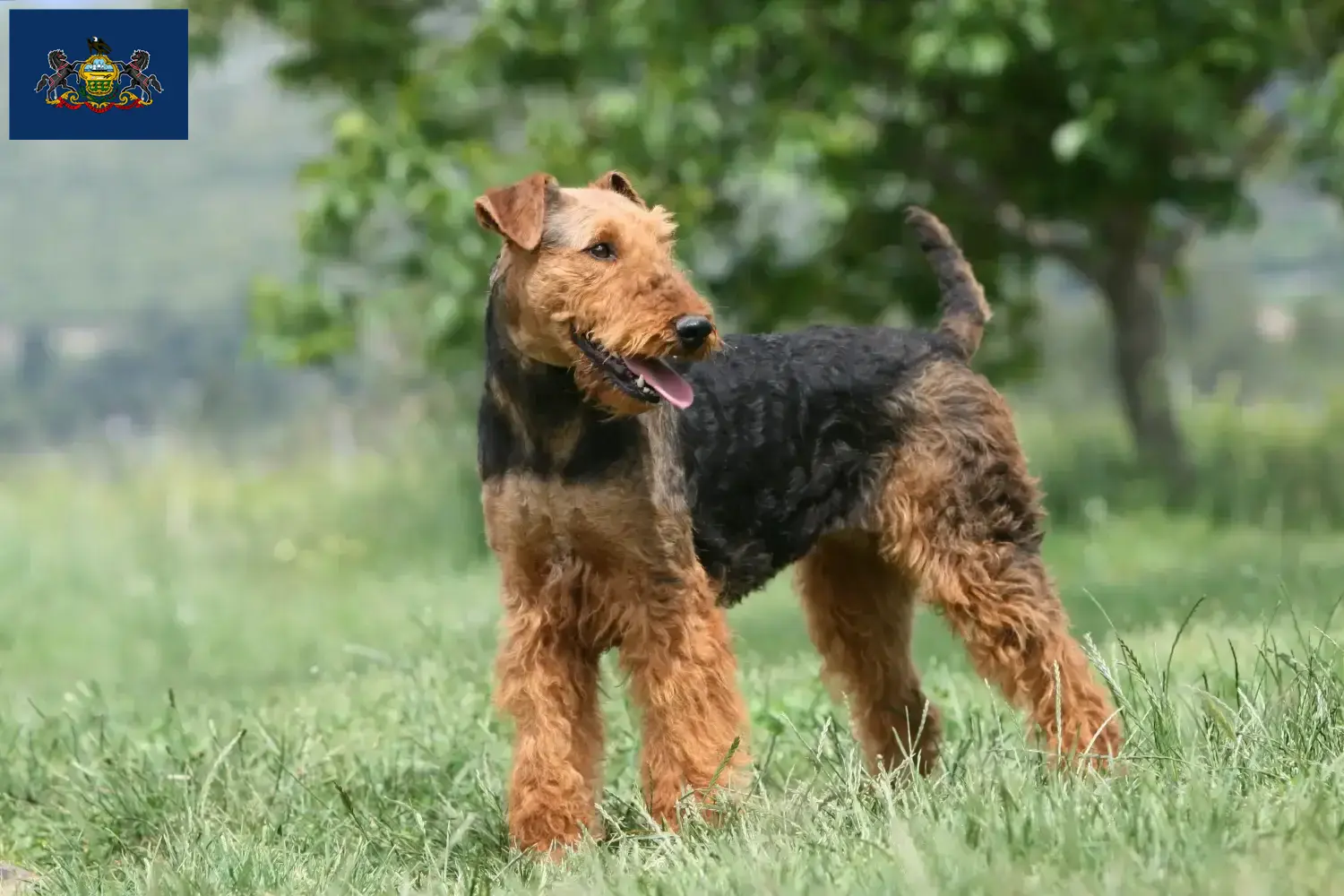 Read more about the article Airedale Terrier breeders and puppies in Pennsylvania