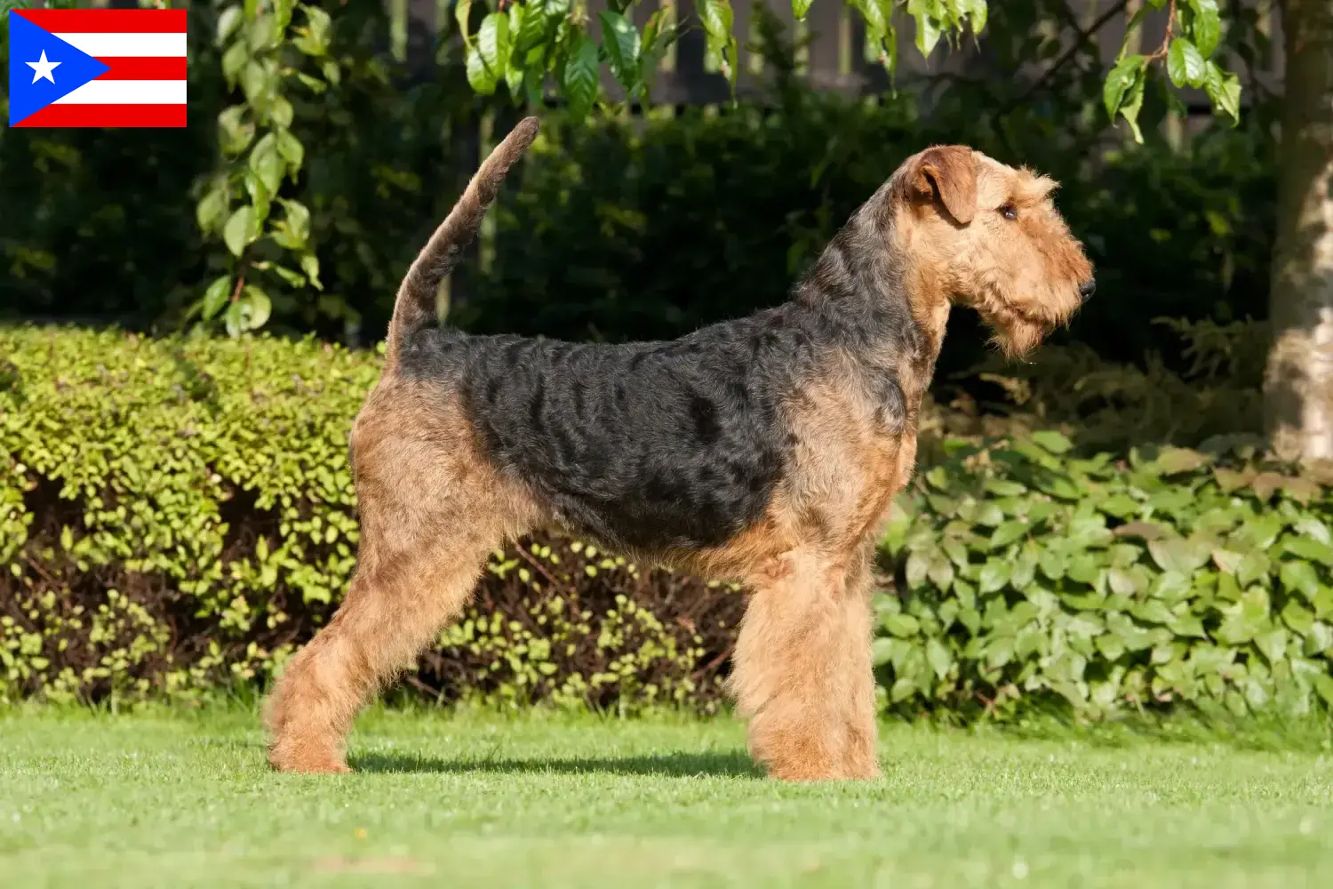Read more about the article Airedale Terrier breeders and puppies in Puerto Rico