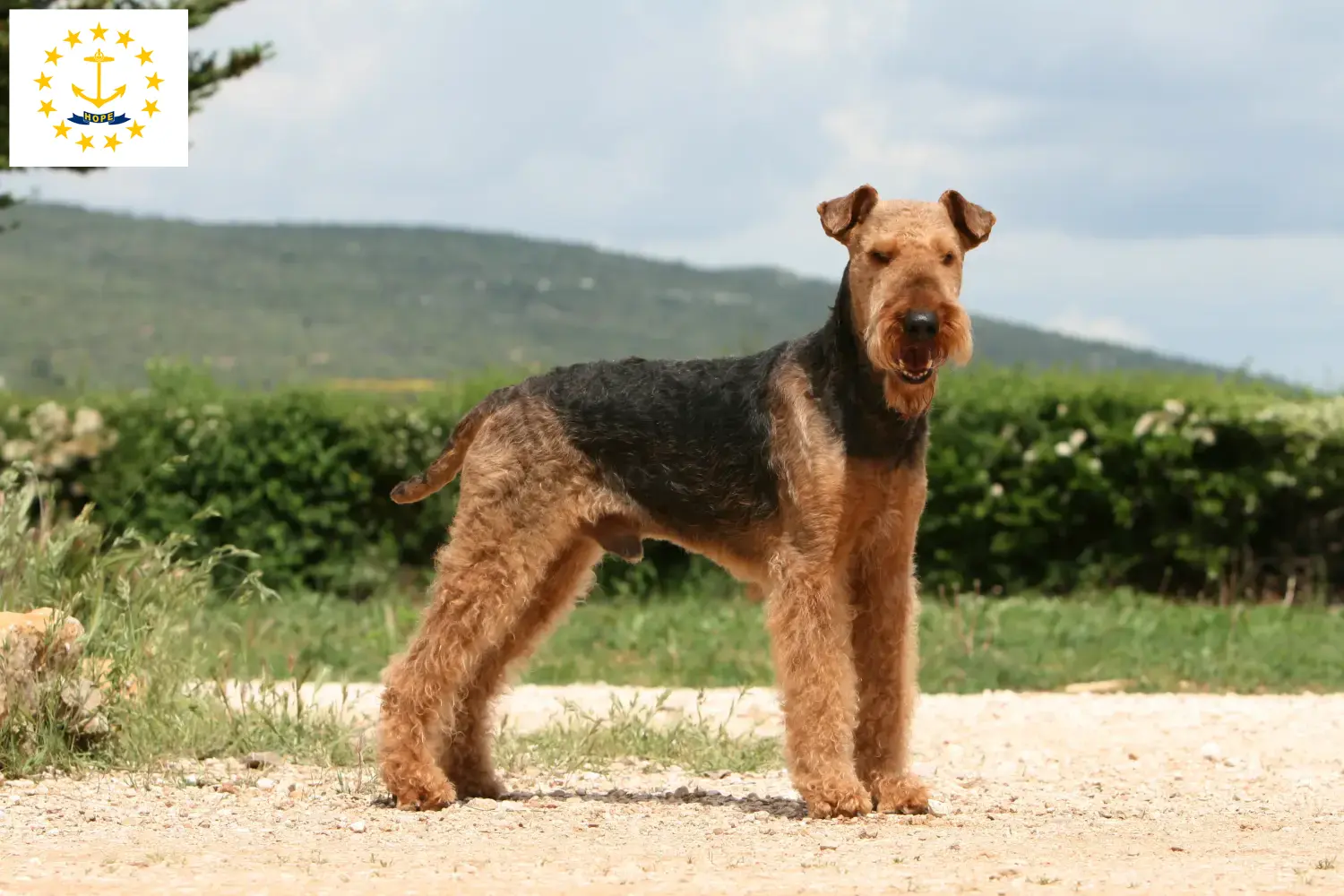 Read more about the article Airedale Terrier breeders and puppies in Rhode Island
