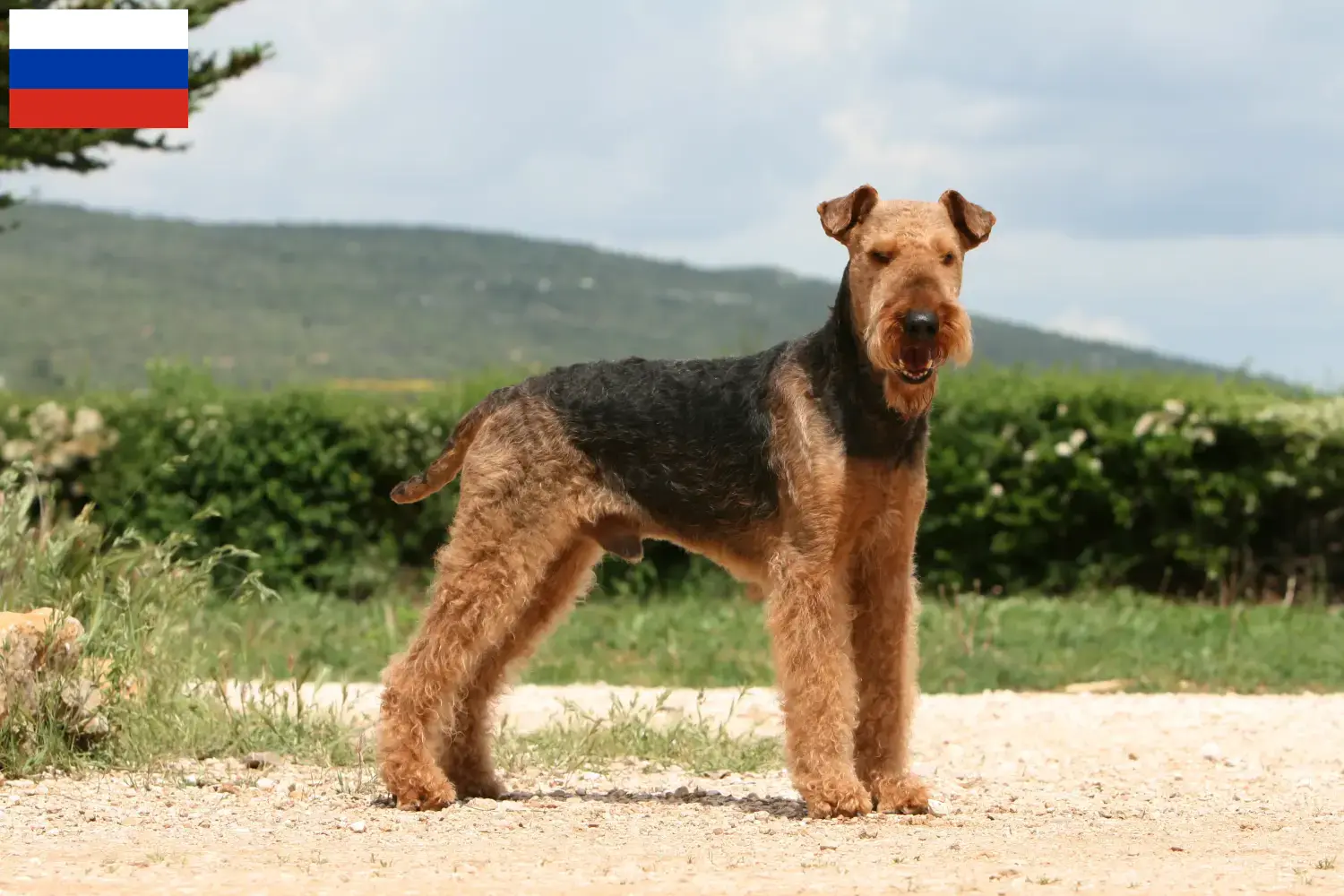 Airedale Terrier puppies and breeders Russia Find Airedale Terrier breeders in Russia.
