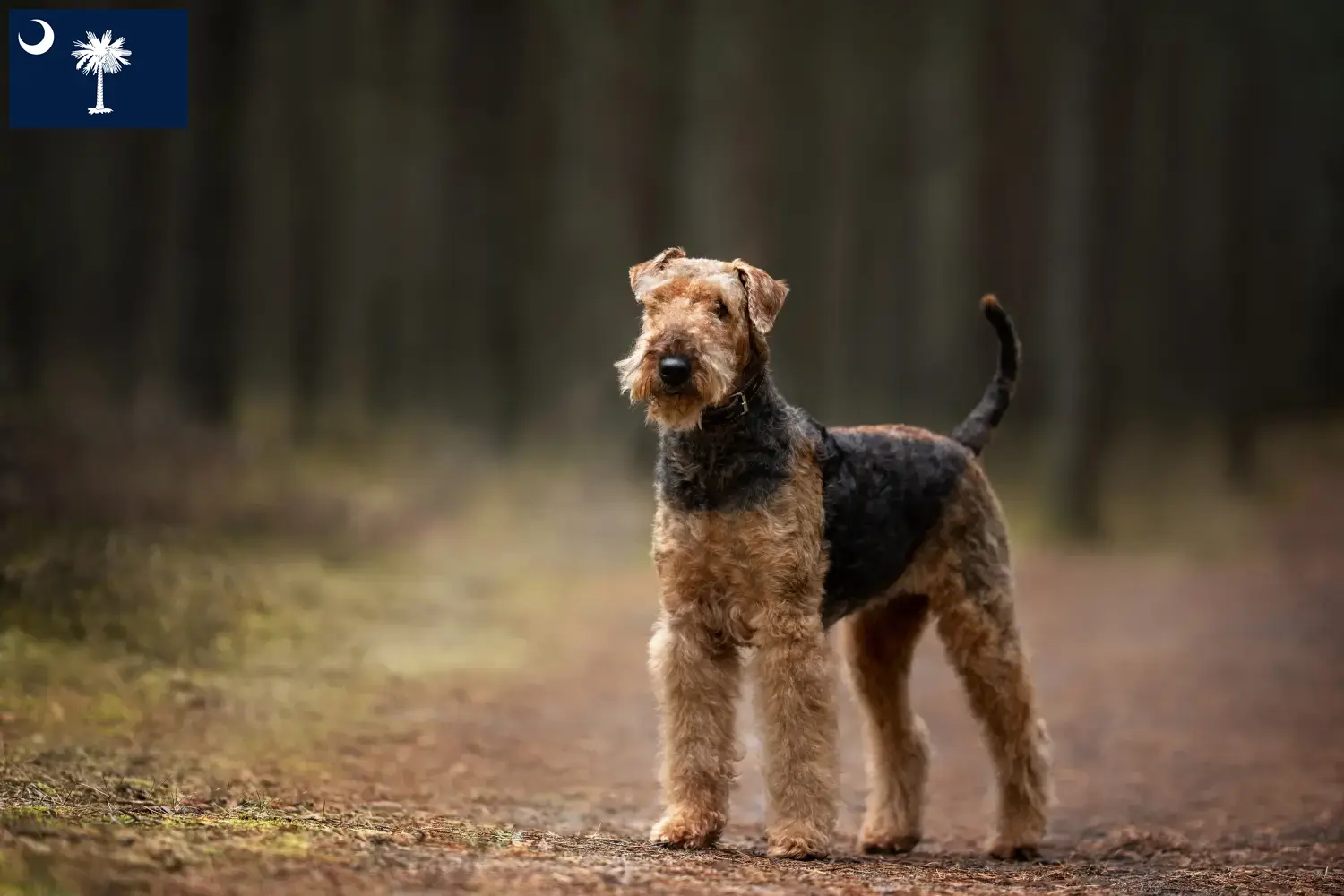 Read more about the article Airedale Terrier breeders and puppies in South Carolina