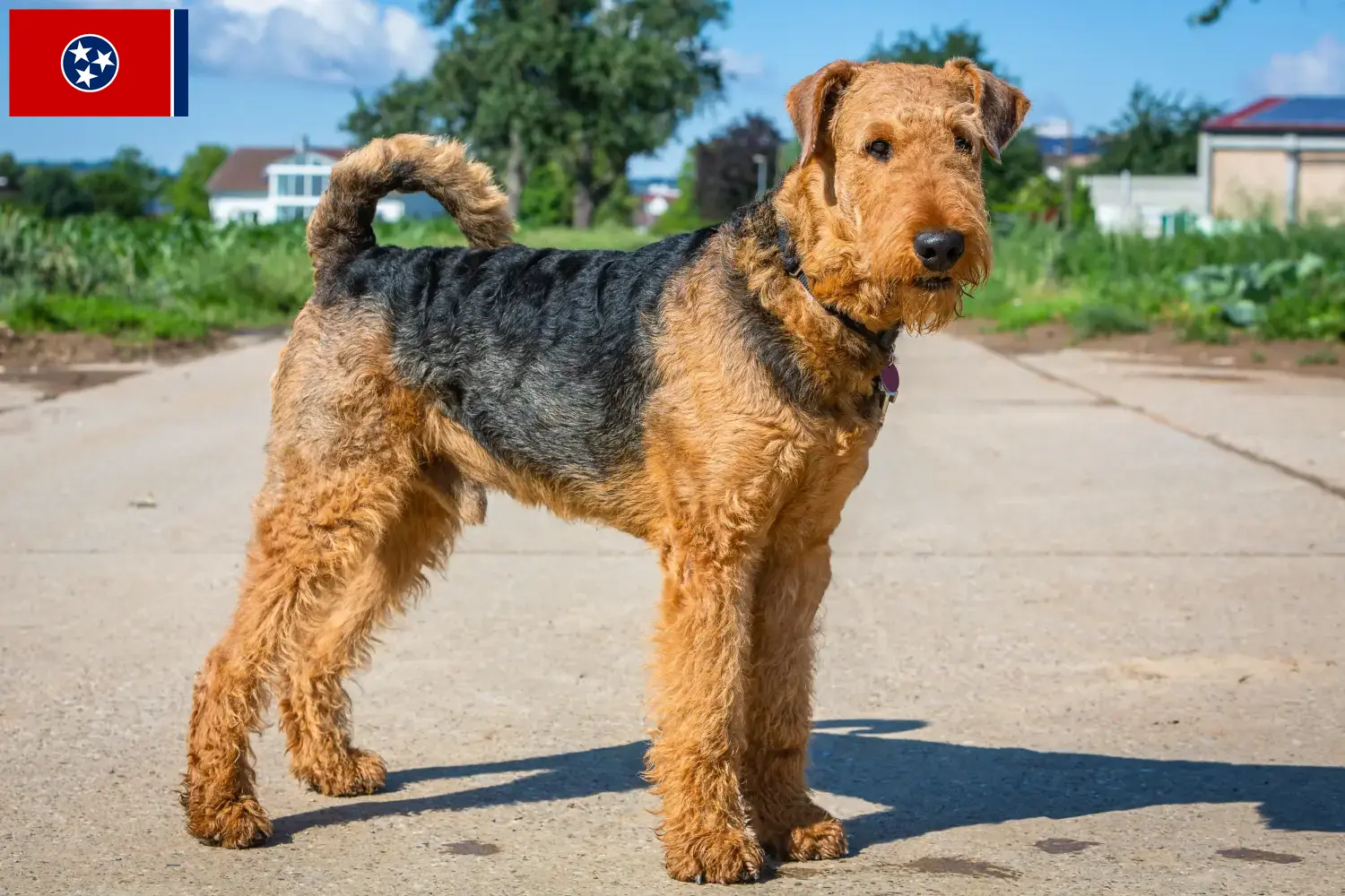 Read more about the article Airedale Terrier breeders and puppies in Tennessee