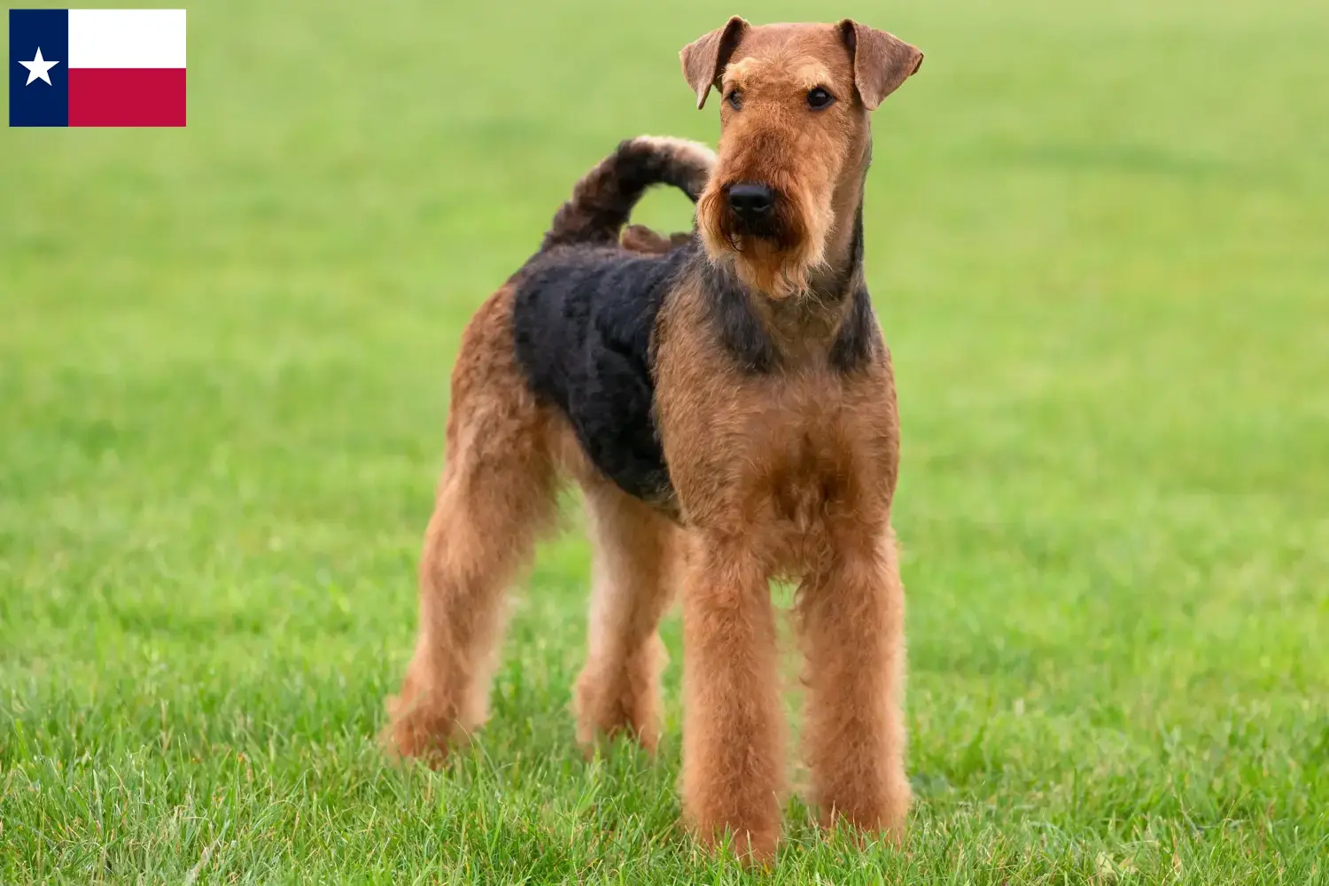 Read more about the article Airedale Terrier breeders and puppies in Texas