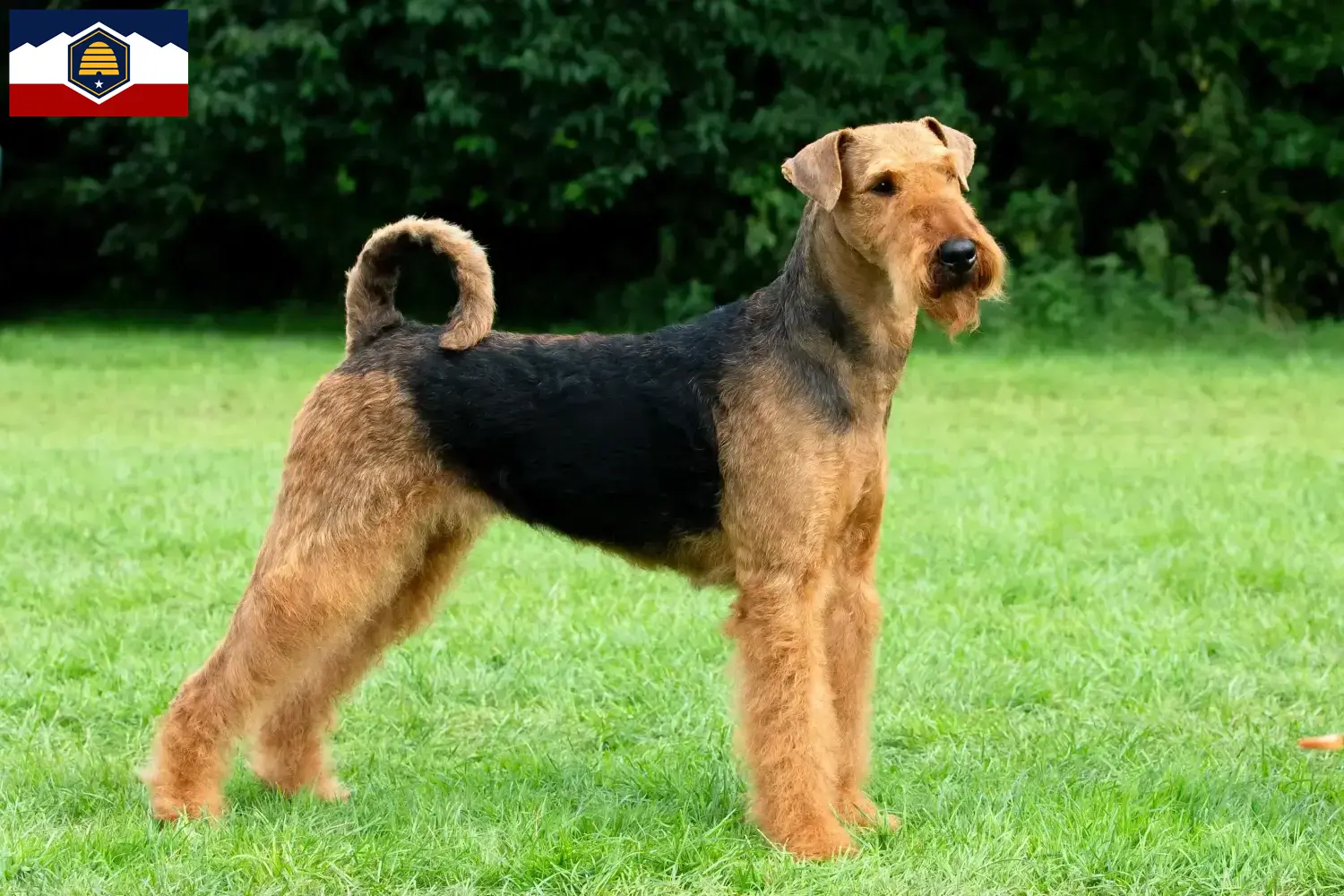 Read more about the article Airedale Terrier breeders and puppies in Utah