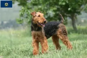 Read more about the article Airedale Terrier breeders and puppies in Vermont