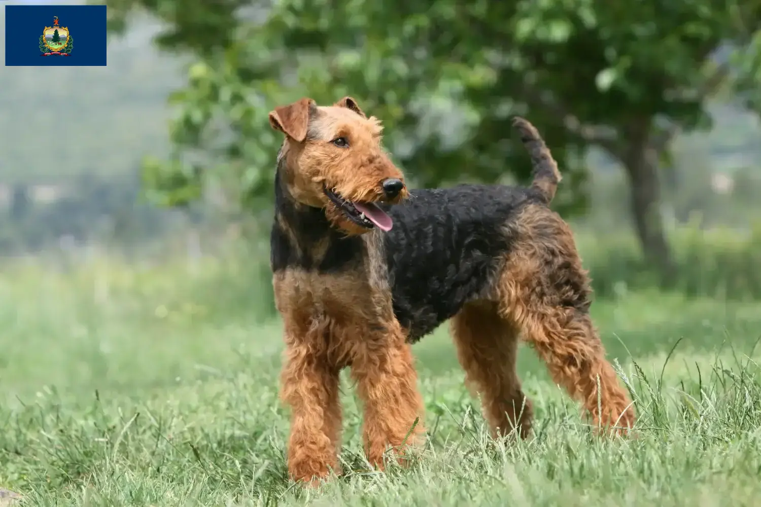 Read more about the article Airedale Terrier breeders and puppies in Vermont