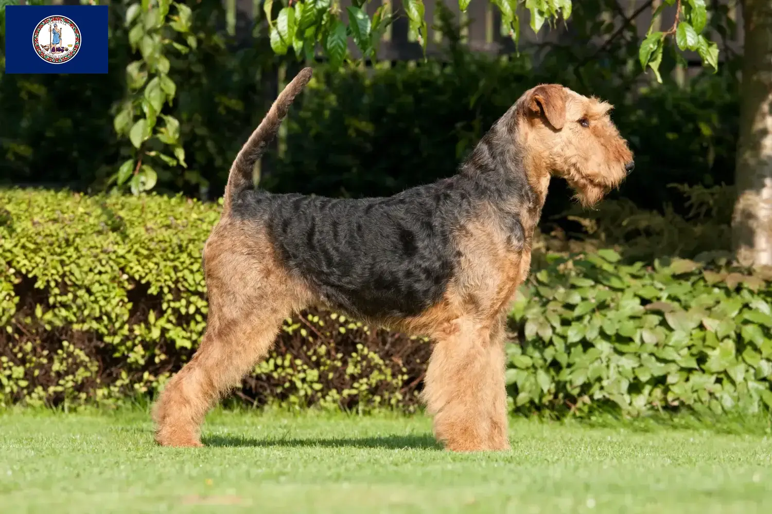 Read more about the article Airedale Terrier breeders and puppies in Virginia