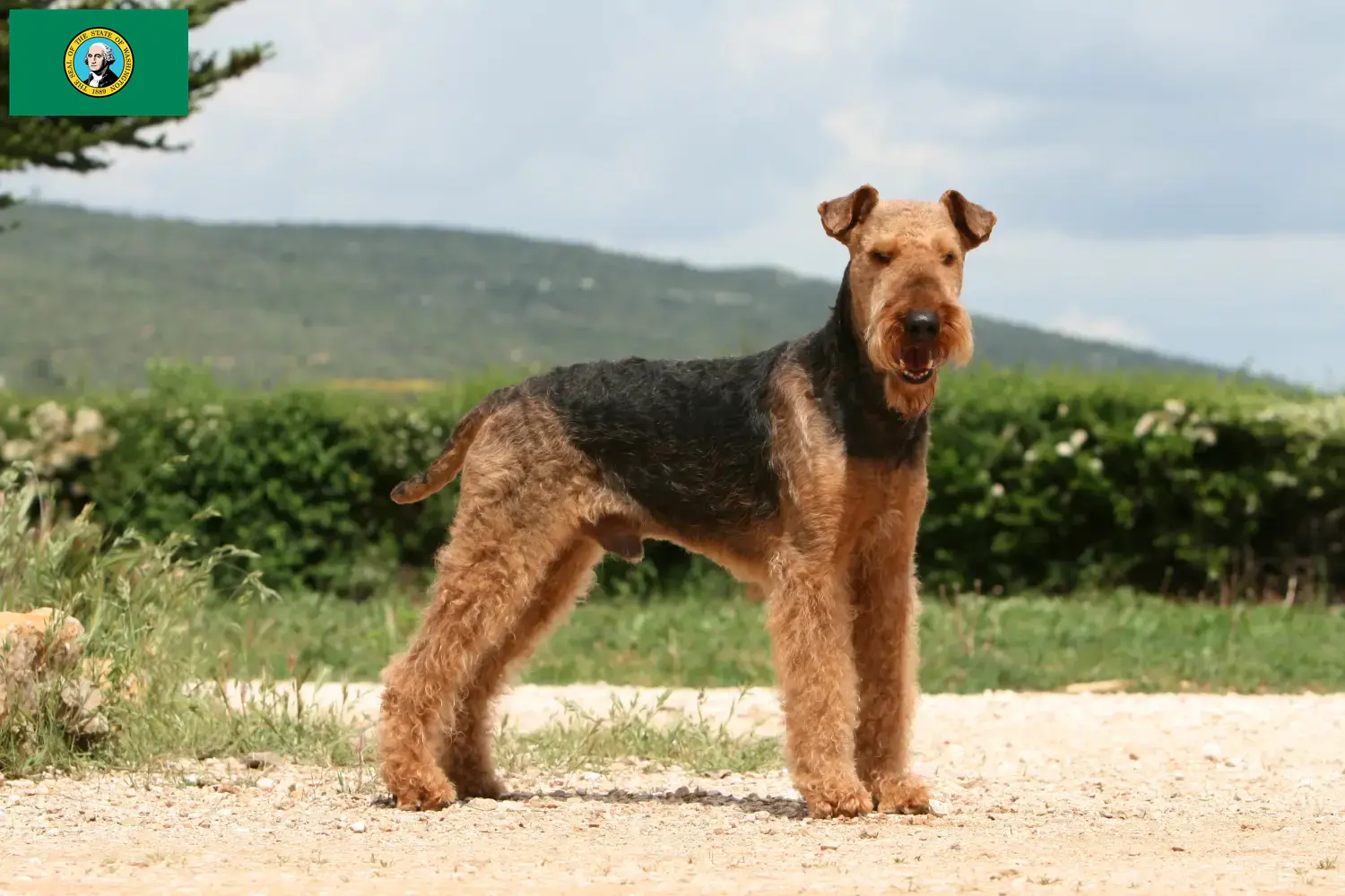 Read more about the article Airedale Terrier breeders and puppies in Washington
