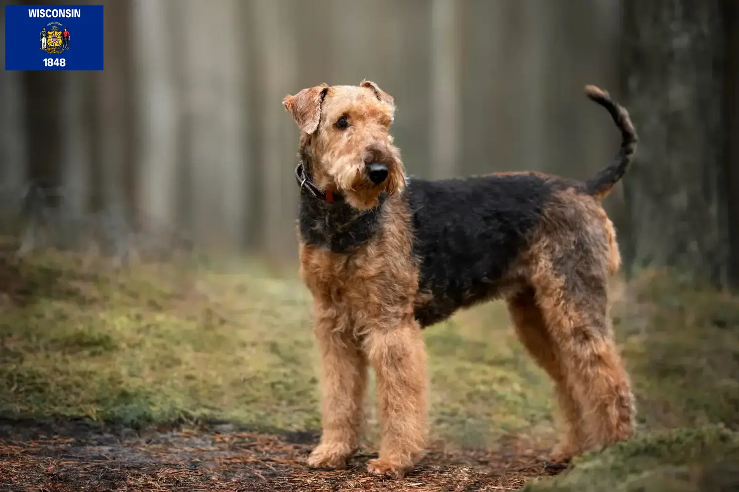Read more about the article Airedale Terrier breeders and puppies in Wisconsin