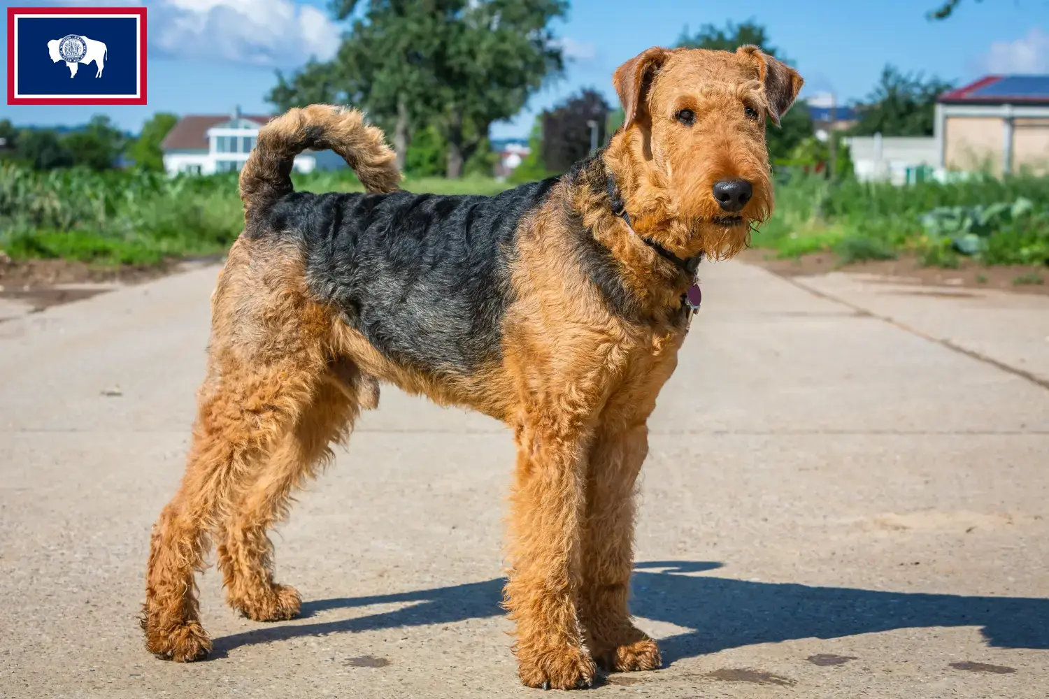 Read more about the article Airedale Terrier breeders and puppies in Wyoming