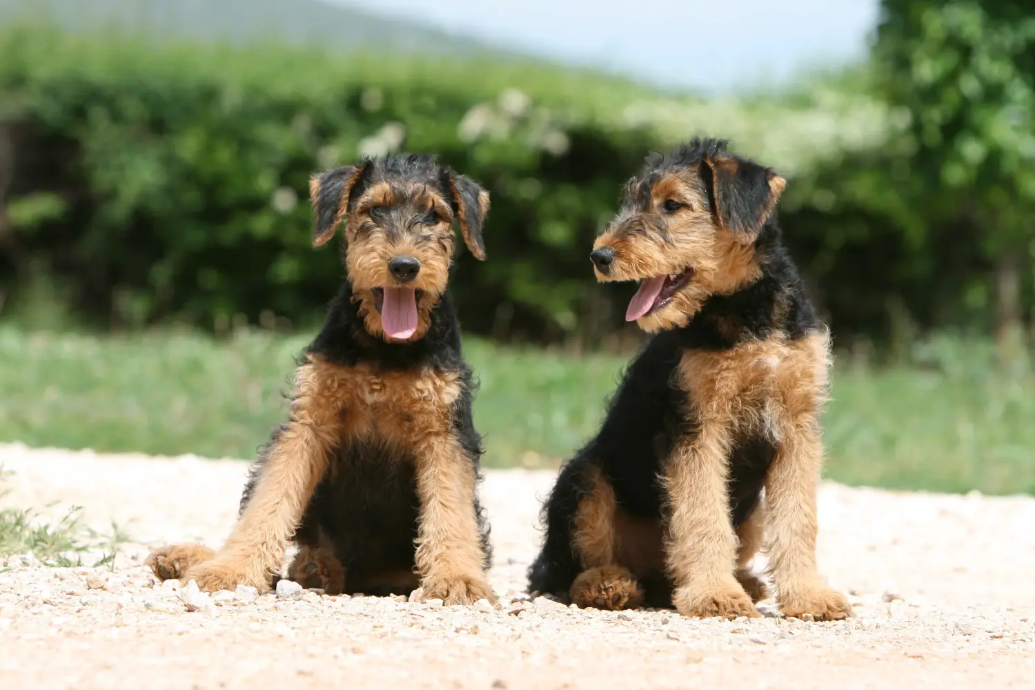 Buying an Airedale Terrier puppy means taking responsibility! Buy Airedale Terrier puppies.