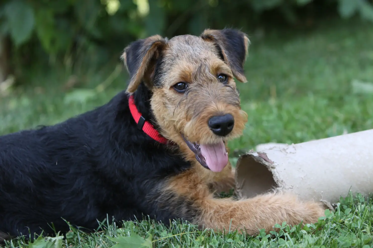 Buying an Airedale Terrier puppy means taking responsibility! Buy Airedale Terrier puppies.