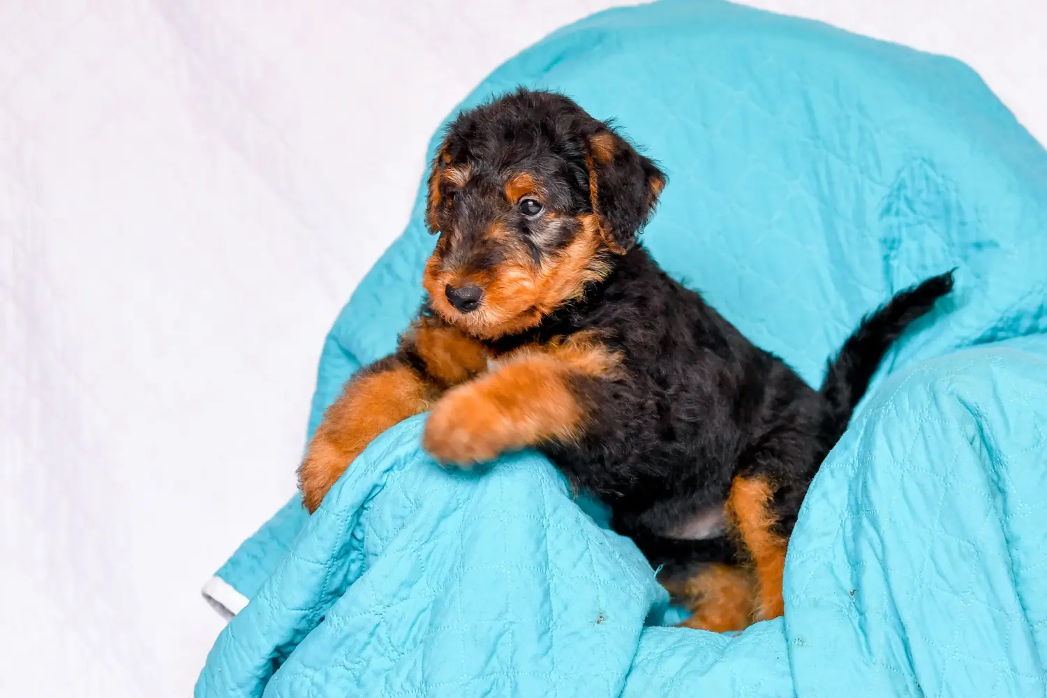 Buying an Airedale Terrier puppy means taking responsibility! Buy Airedale Terrier puppies.