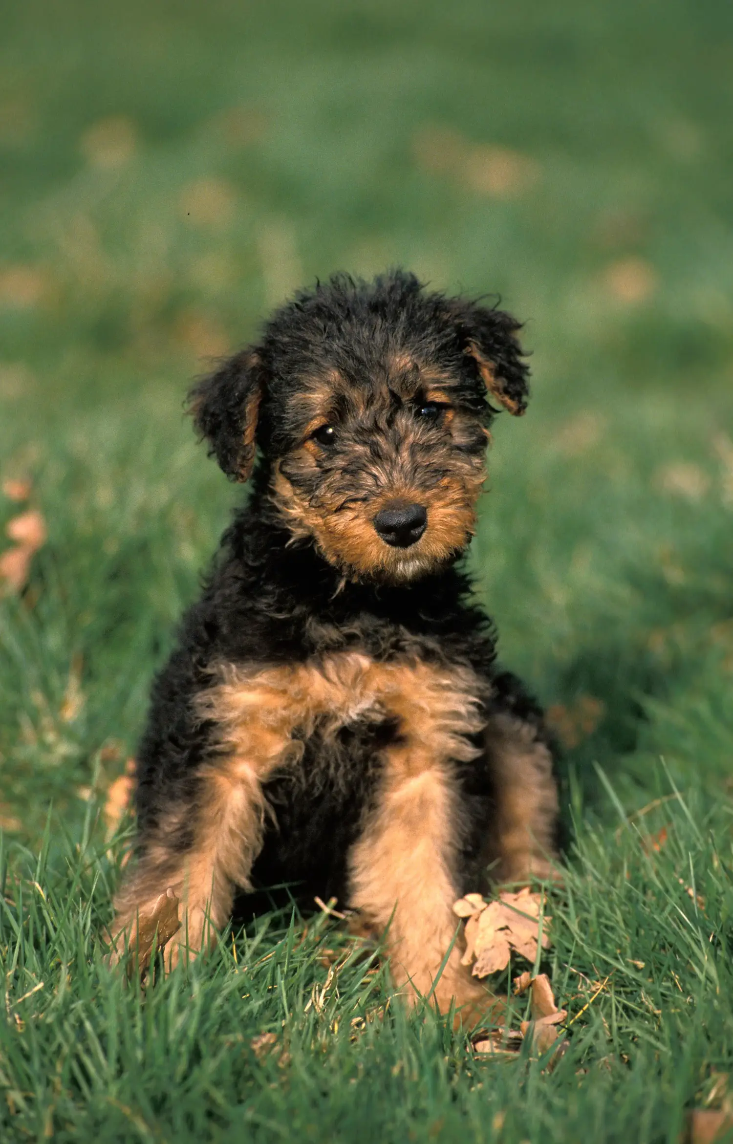 Buying an Airedale Terrier puppy means taking responsibility! Buy Airedale Terrier puppies.