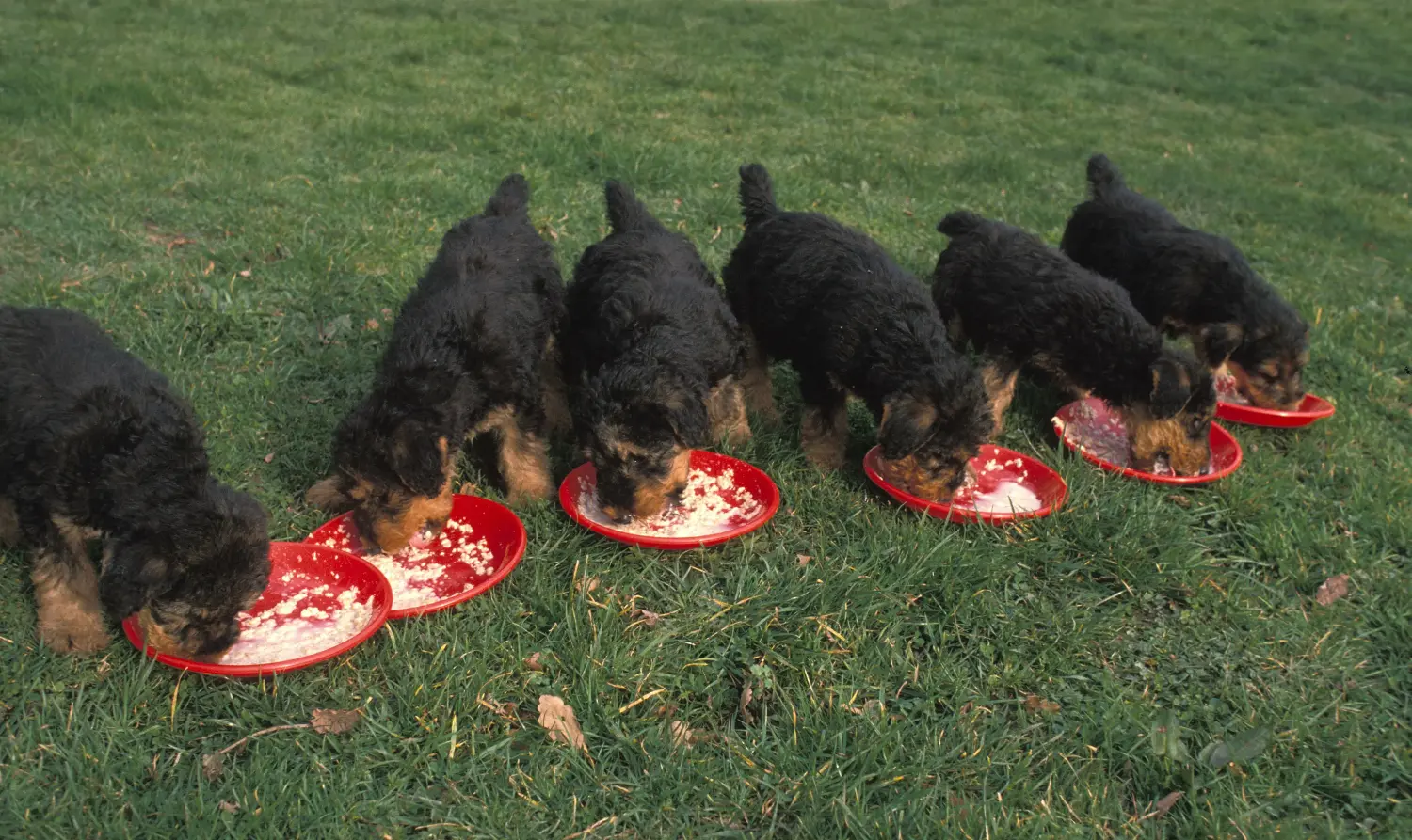 Buying an Airedale Terrier puppy means taking responsibility! Buy Airedale Terrier puppies.