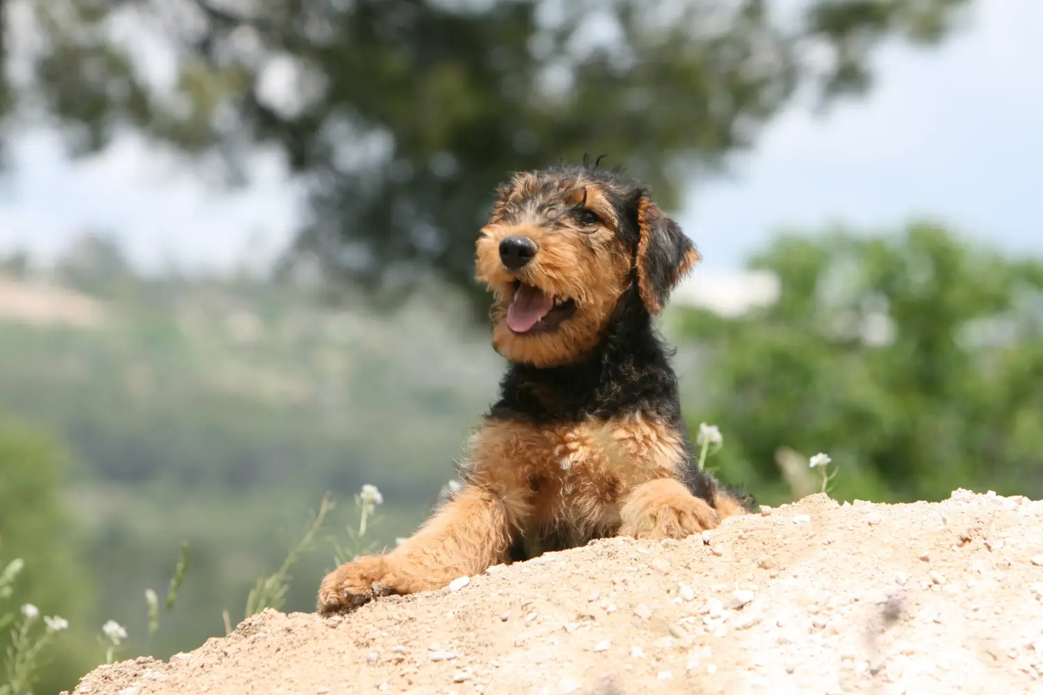 Buying an Airedale Terrier puppy means taking responsibility! Buy Airedale Terrier puppies.