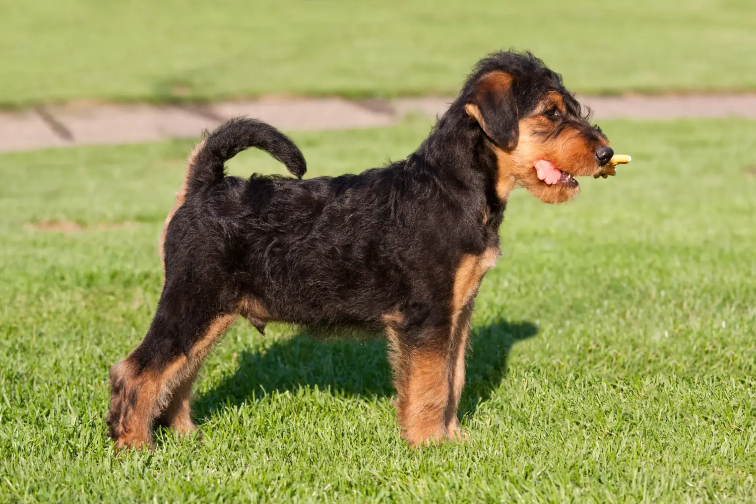 Buying an Airedale Terrier puppy means taking responsibility! Buy Airedale Terrier puppies.