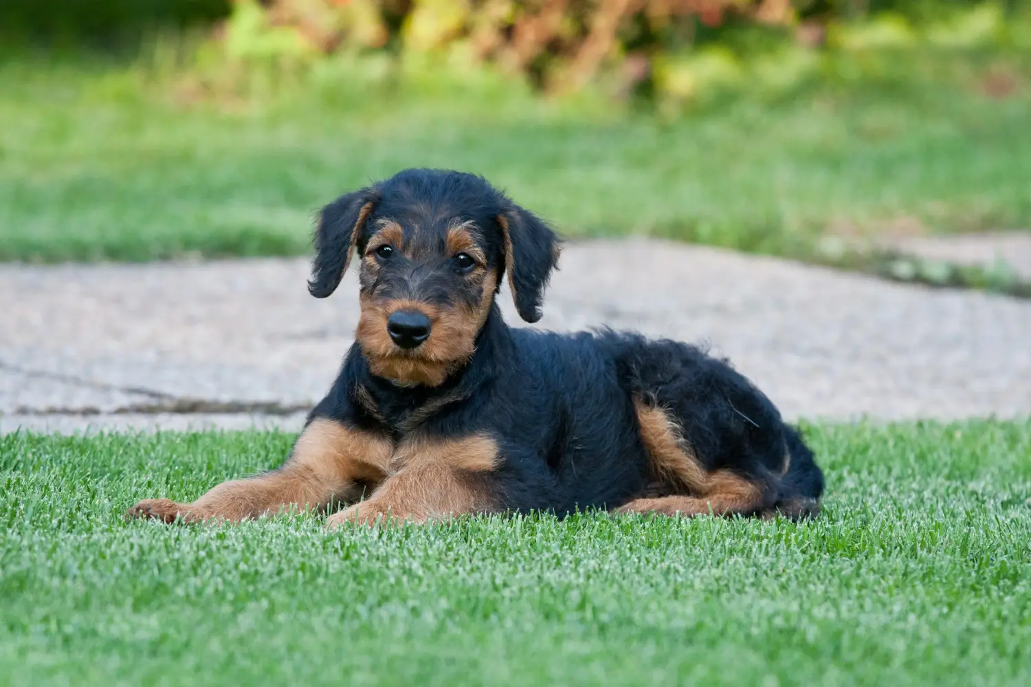 Buying an Airedale Terrier puppy means taking responsibility! Buy Airedale Terrier puppies.