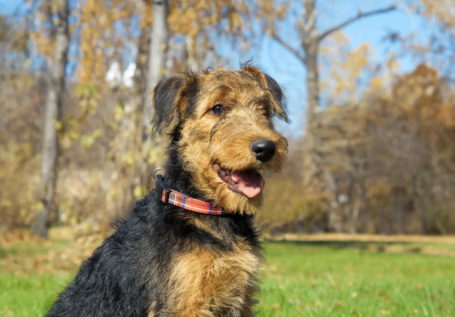 Buying an Airedale Terrier puppy means taking responsibility! Buy Airedale Terrier puppies.
