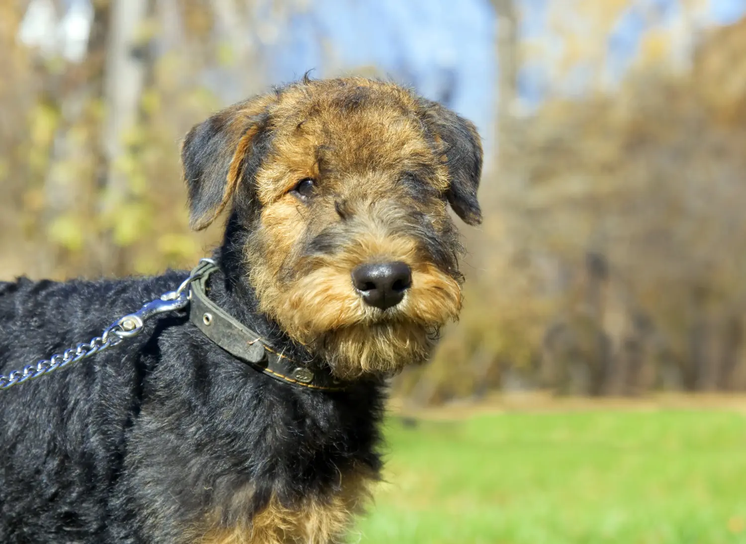 Buying an Airedale Terrier puppy means taking responsibility! Buy Airedale Terrier puppies.