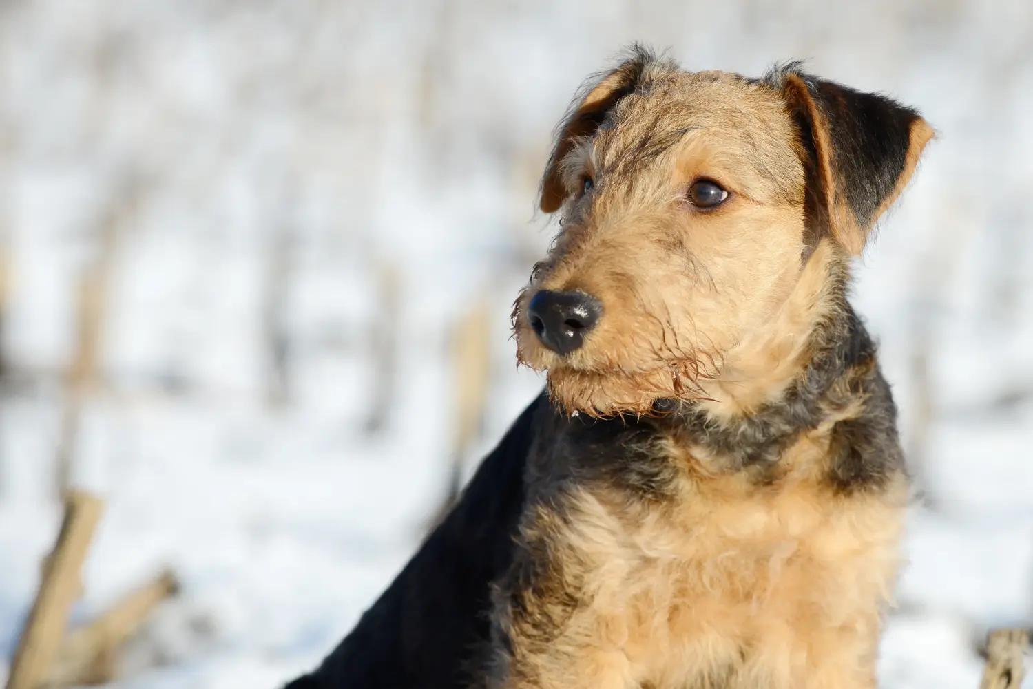 Buying an Airedale Terrier puppy means taking responsibility! Buy Airedale Terrier puppies.