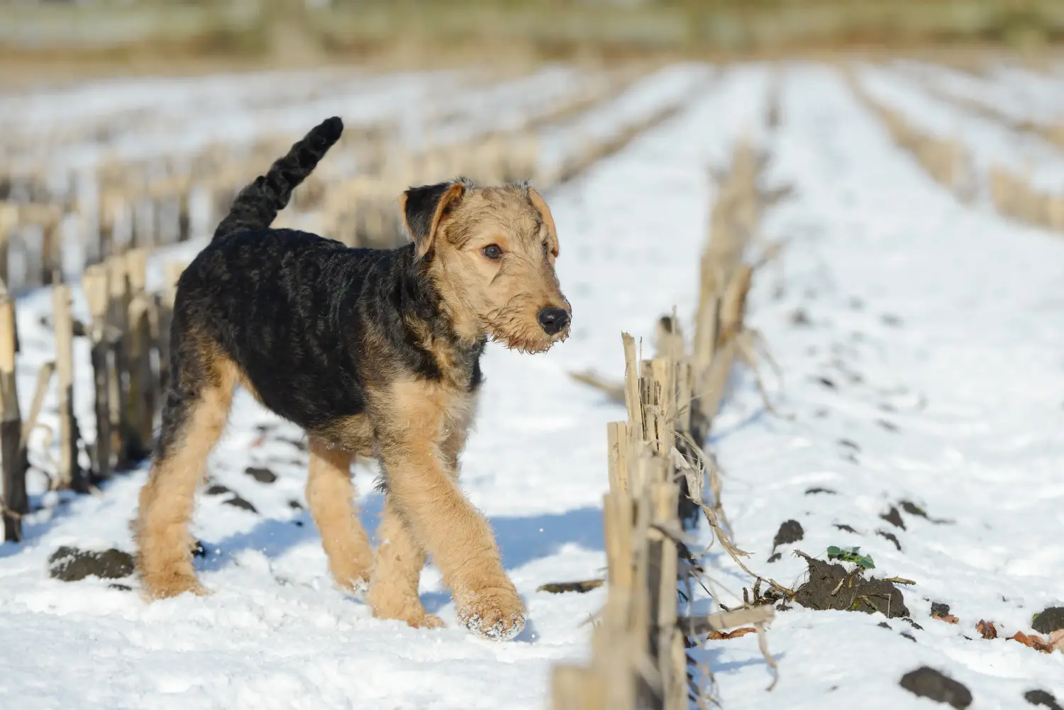 Buying an Airedale Terrier puppy means taking responsibility! Buy Airedale Terrier puppies.