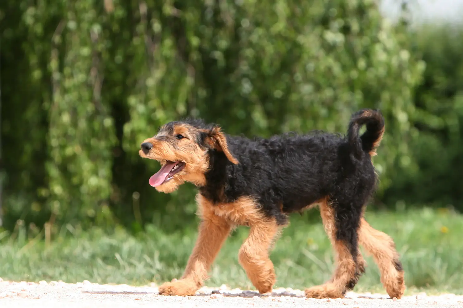 Buying an Airedale Terrier puppy means taking responsibility! Buy Airedale Terrier puppies.