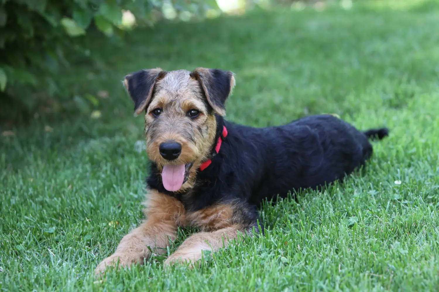 Buying an Airedale Terrier puppy means taking responsibility! Buy Airedale Terrier puppies.