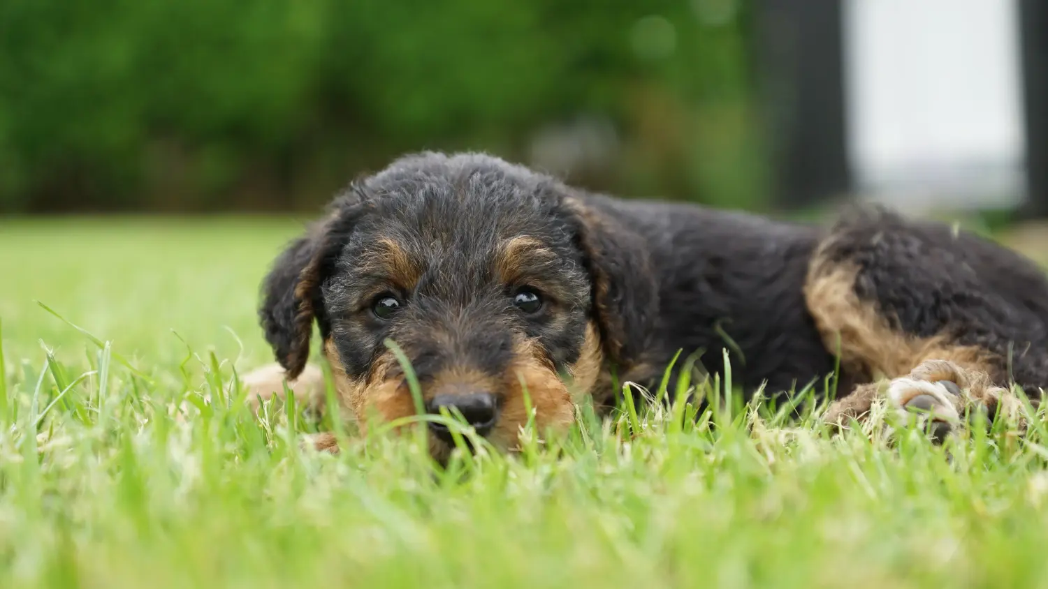 Buying an Airedale Terrier puppy means taking responsibility! Buy Airedale Terrier puppies.