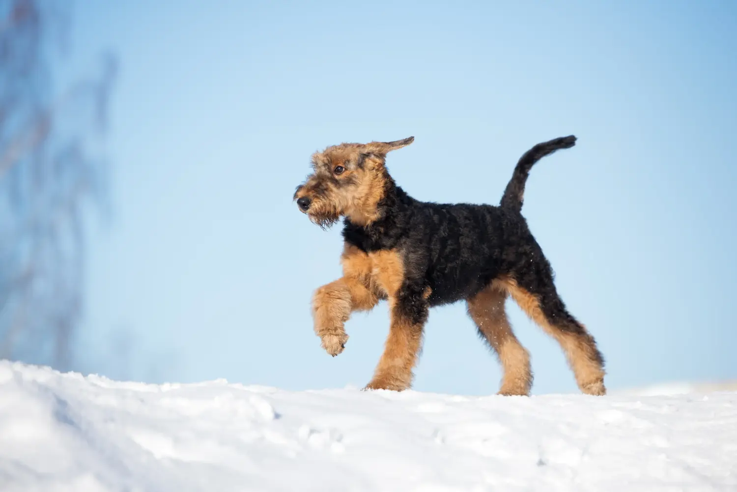 Buying an Airedale Terrier puppy means taking responsibility! Buy Airedale Terrier puppies.